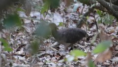 Crypturellus undulatus