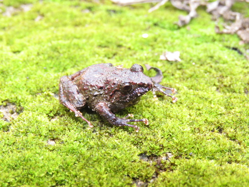 Holt's Robber Frog - Photo (c) Diogo Luiz, some rights reserved (CC BY-SA), uploaded by Diogo Luiz