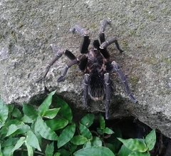 Aphonopelma seemanni