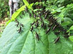 Chromacris psittacus