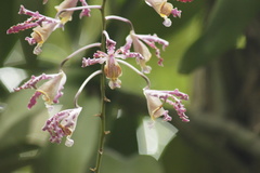 Myrmecophila tibicinis