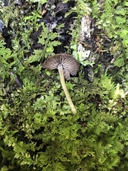 Cystoagaricus hirtosquamulosus