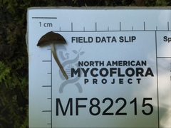 Cystoagaricus hirtosquamulosus