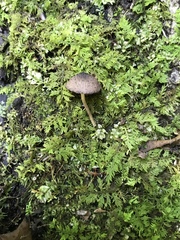 Cystoagaricus hirtosquamulosus