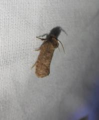 Acrolophus texanella