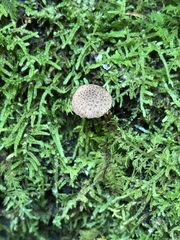 Cystoagaricus hirtosquamulosus