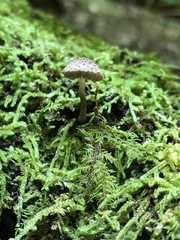 Cystoagaricus hirtosquamulosus