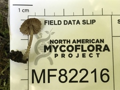 Cystoagaricus hirtosquamulosus