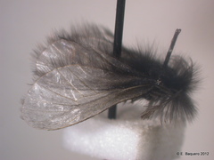 Ptilocephala plumifera