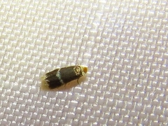 Ectoedemia