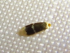 Ectoedemia
