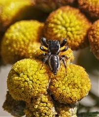 Eris militaris