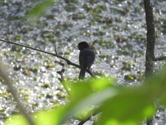 Knipolegus cyanirostris