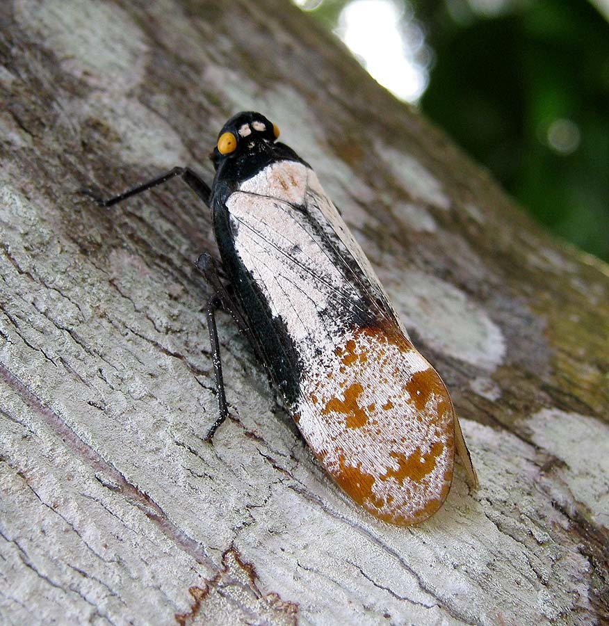 Penthicodes farinosus