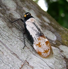 Penthicodes farinosus