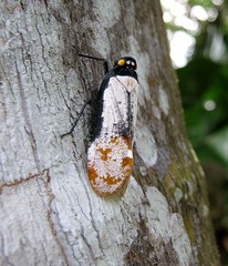 Penthicodes farinosus