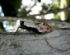 Penthicodes farinosus