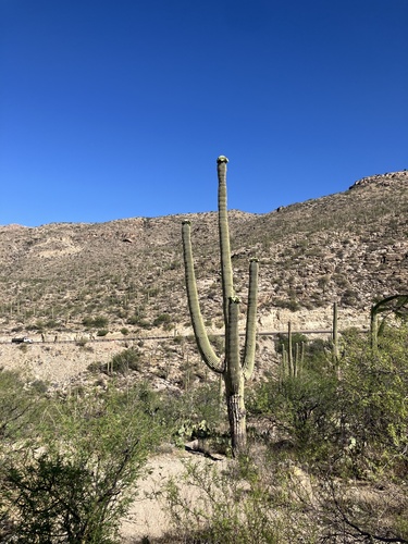 Saguaro