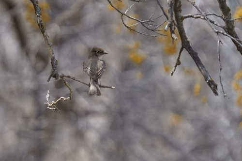 Eastern Phoebe