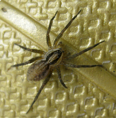 Pardosa pusiola