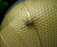 Pardosa pusiola