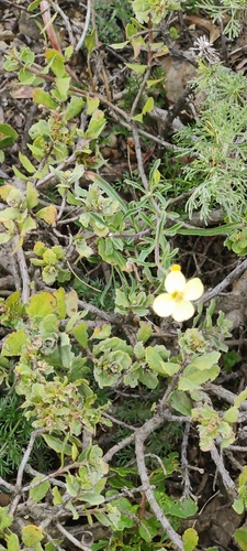 Image of Erysimum franciscanum by (c) Katherine Scott, some rights reserved (CC BY)