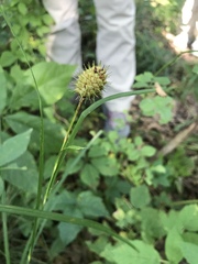 Carex squarrosa