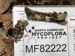 Annulohypoxylon annulatum