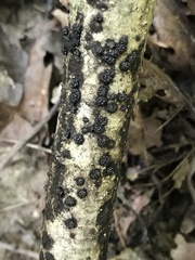 Annulohypoxylon annulatum
