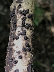 Annulohypoxylon annulatum