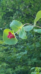 Lonicera dioica