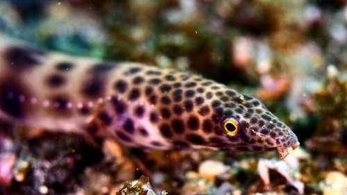 Redsaddled snake eel (Quassiremus nothochir) — Ophichthidae — 3