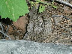 Crotalus pricei