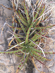 Hechtia texensis