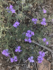 Glandularia latilobata
