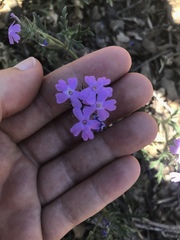 Glandularia latilobata