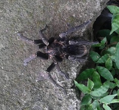 Aphonopelma seemanni