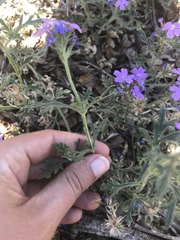 Glandularia latilobata