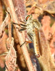 Cophinopoda