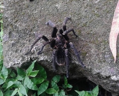 Aphonopelma seemanni