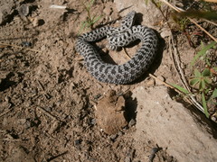 Crotalus pricei