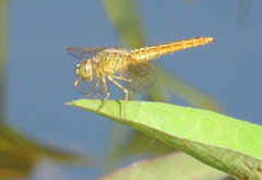Brachythemis contaminata