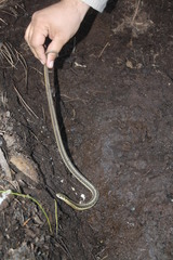 Thamnophis errans