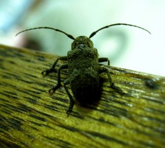 Prosoplus bankii