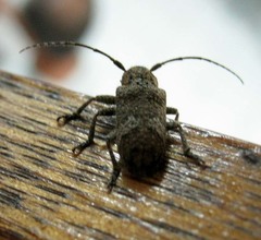 Prosoplus bankii