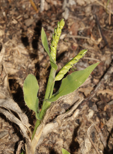 Liverseed Grass (Urochloa panicoides)
