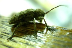 Prosoplus bankii