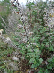 Teucrium flavum