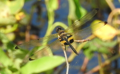 Rhyothemis phyllis snelleni
