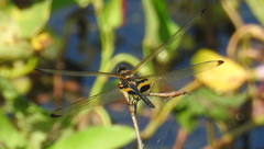 Rhyothemis phyllis snelleni
